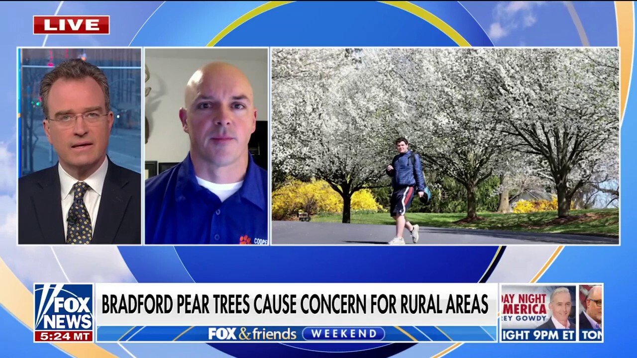 Forestry leaders call to ban Bradford pear trees