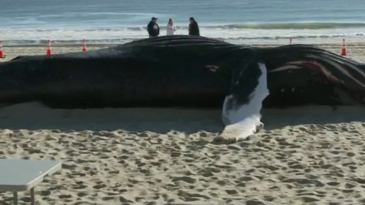 Fisherman Brick Wenzel torches feds as more whales wash up dead from wind turbine installations