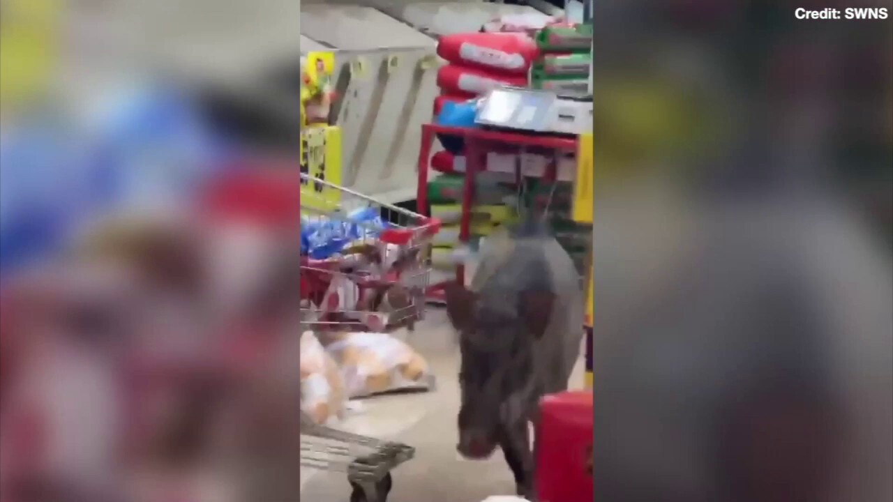 Wild boar stuns grocery store shoppers