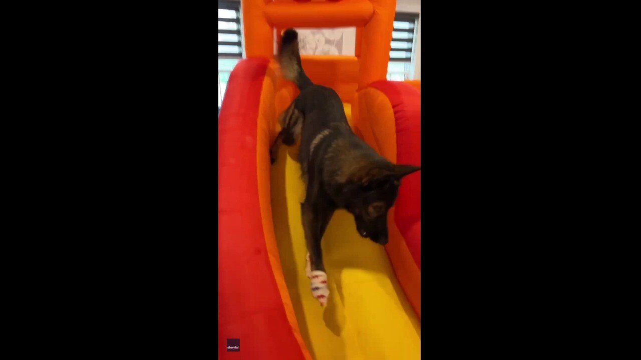 Dogs have a blast: Watch as 3 German Shepherds enjoy their bouncy house