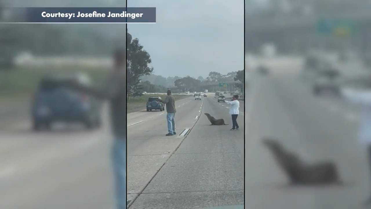 Good Samaritans help wayward sealion cross San Diego freeway