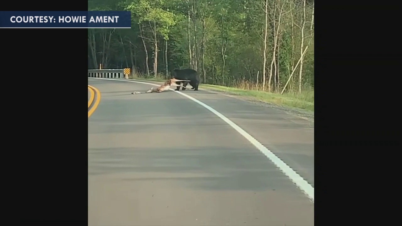 Bear drags deer across Pennsylvania road 