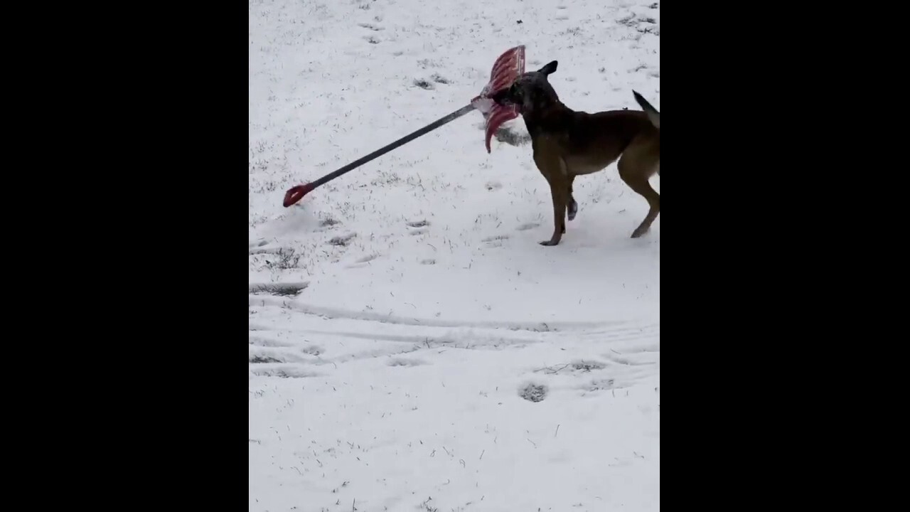 Video of Vermont dog caught trying to 'shovel snow' in 'new job with public works'