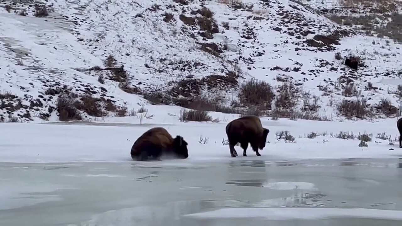 Yellowstone buffalo spotted accidentally ice skating across pond