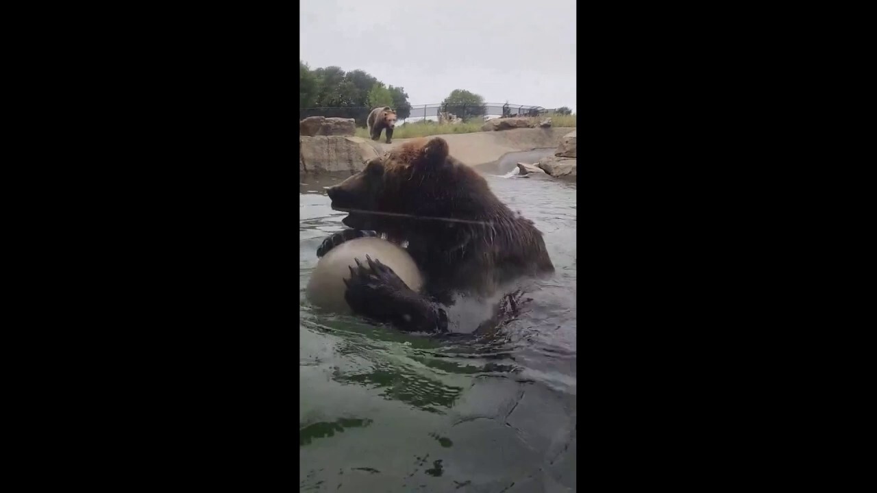  Oakland Zoo’s bears enjoy some pool playtime