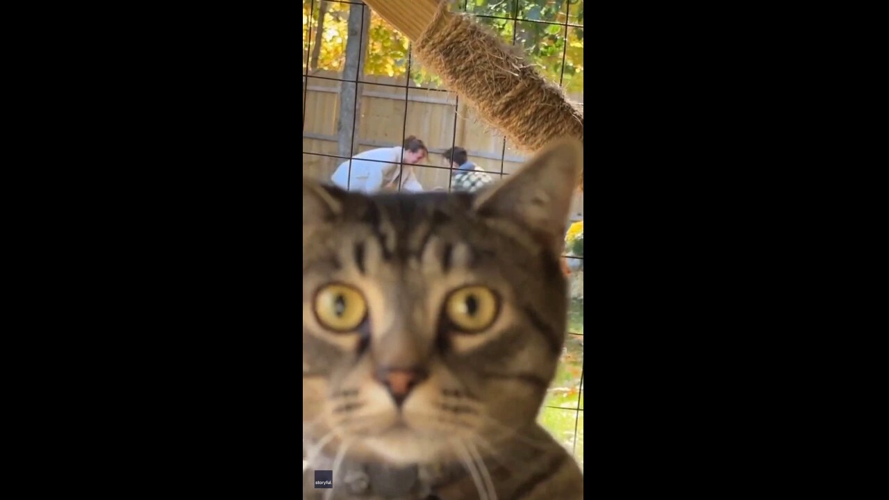 Move! Cat photobombs video of backyard marriage proposal