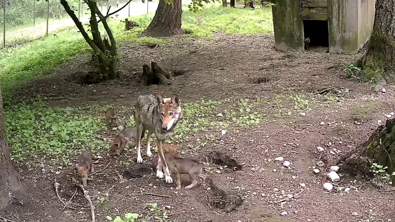 Five endangered red wolf pups ‘thriving’ in habitat at zoo in Tacoma
