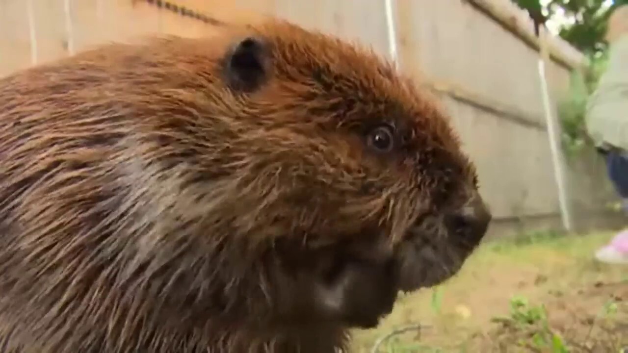 Rescue beaver who has never known undomesticated life may be forced into the wild by state officials