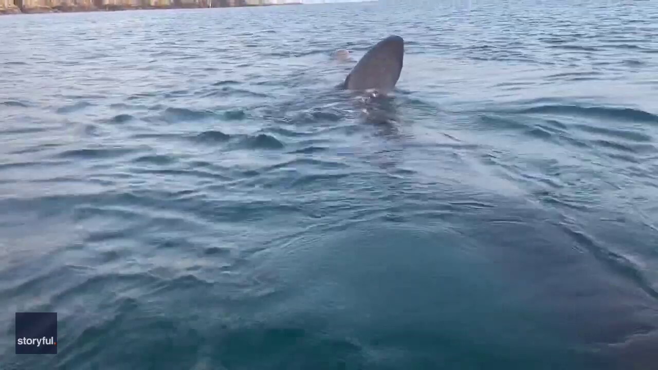 Shark swims under kayakers' boat: See the shocking moment caught on camera