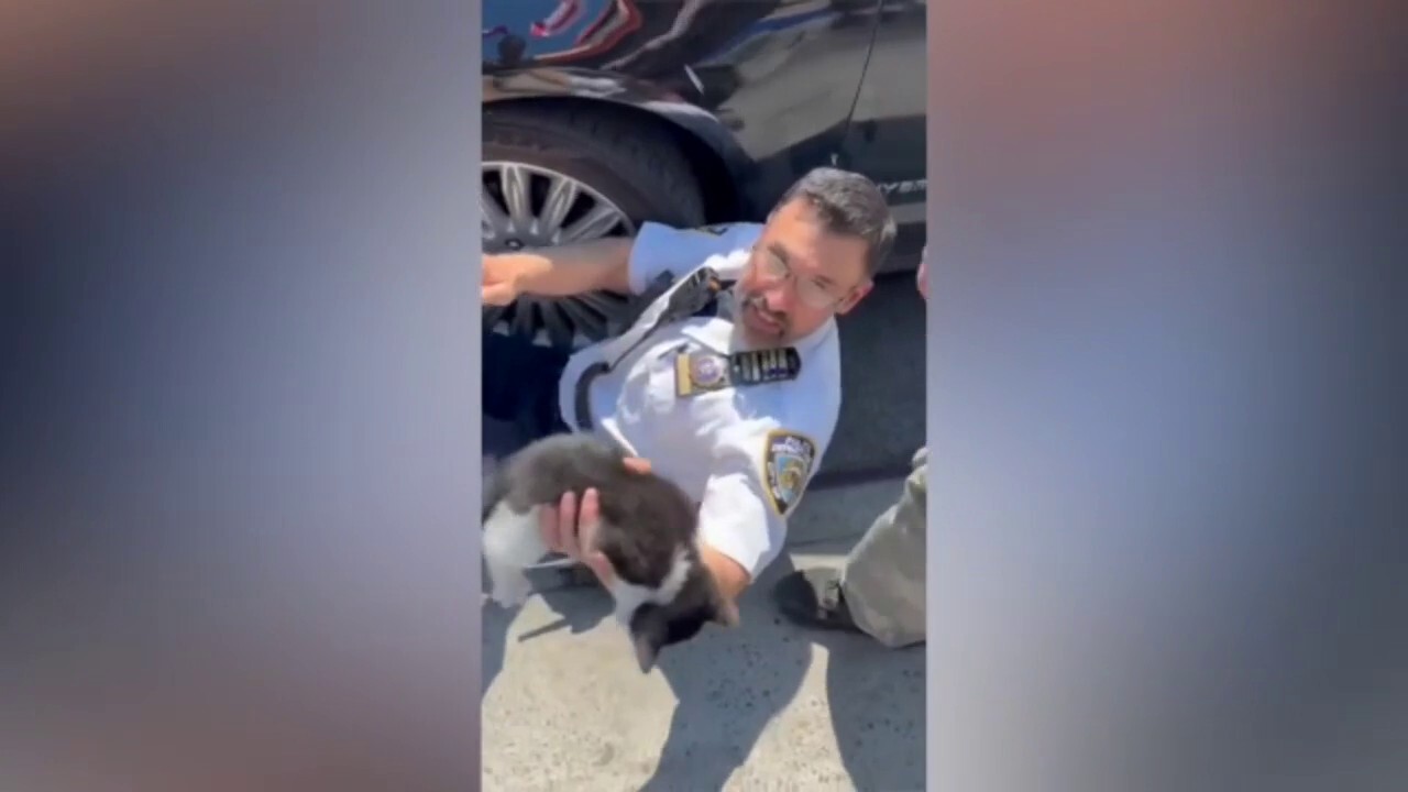 NYPD Lieutenant saves kitten stuck under car in Brooklyn