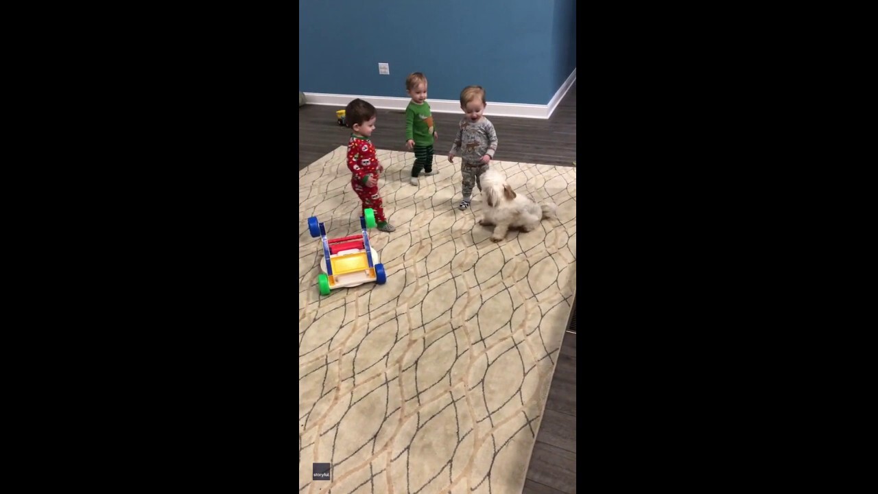 Puppy plays chase game with toddler triplets