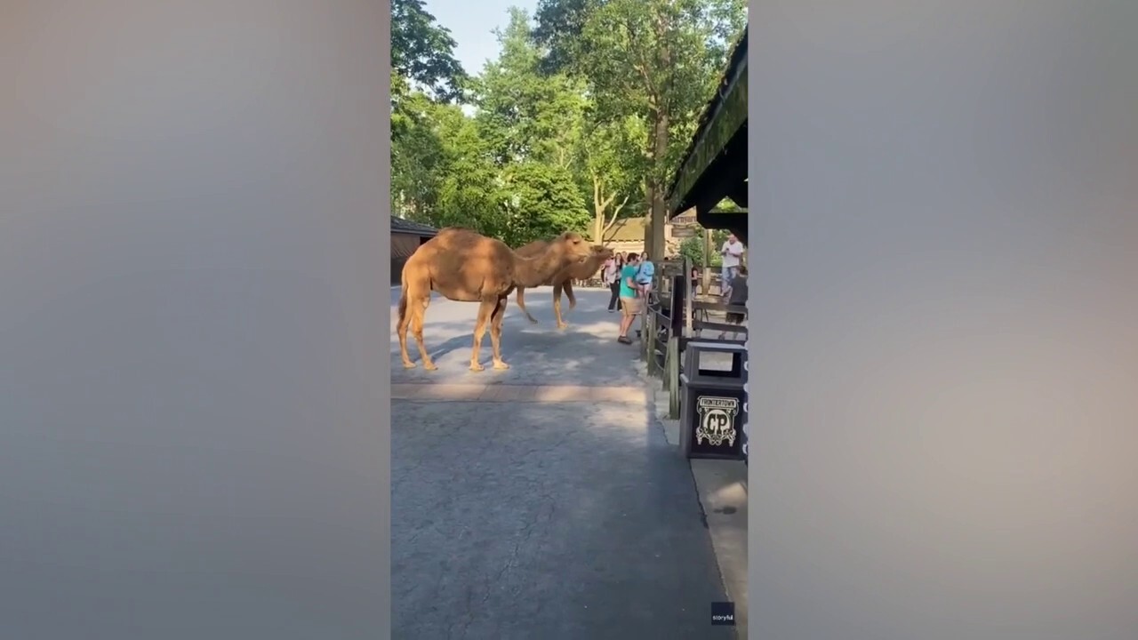 Две камили избягаха страхотно във вторник след като избягаха от
