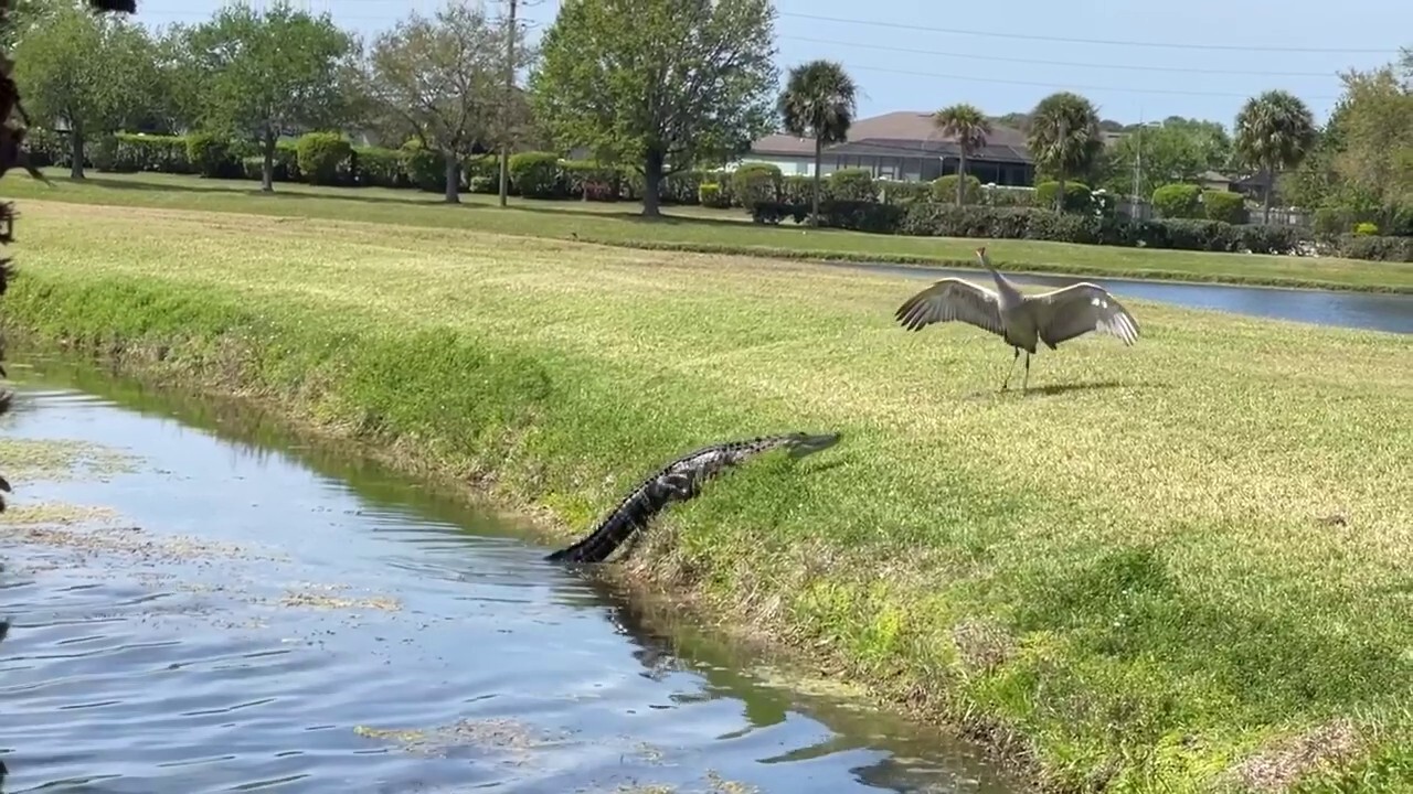 Bird scares off alligator on Florida embankment and lives to fly another day