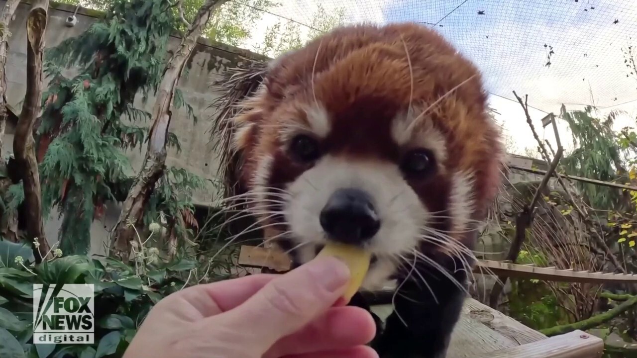 Oregon Zoo staff cares for senior red panda diagnosed with heart disease