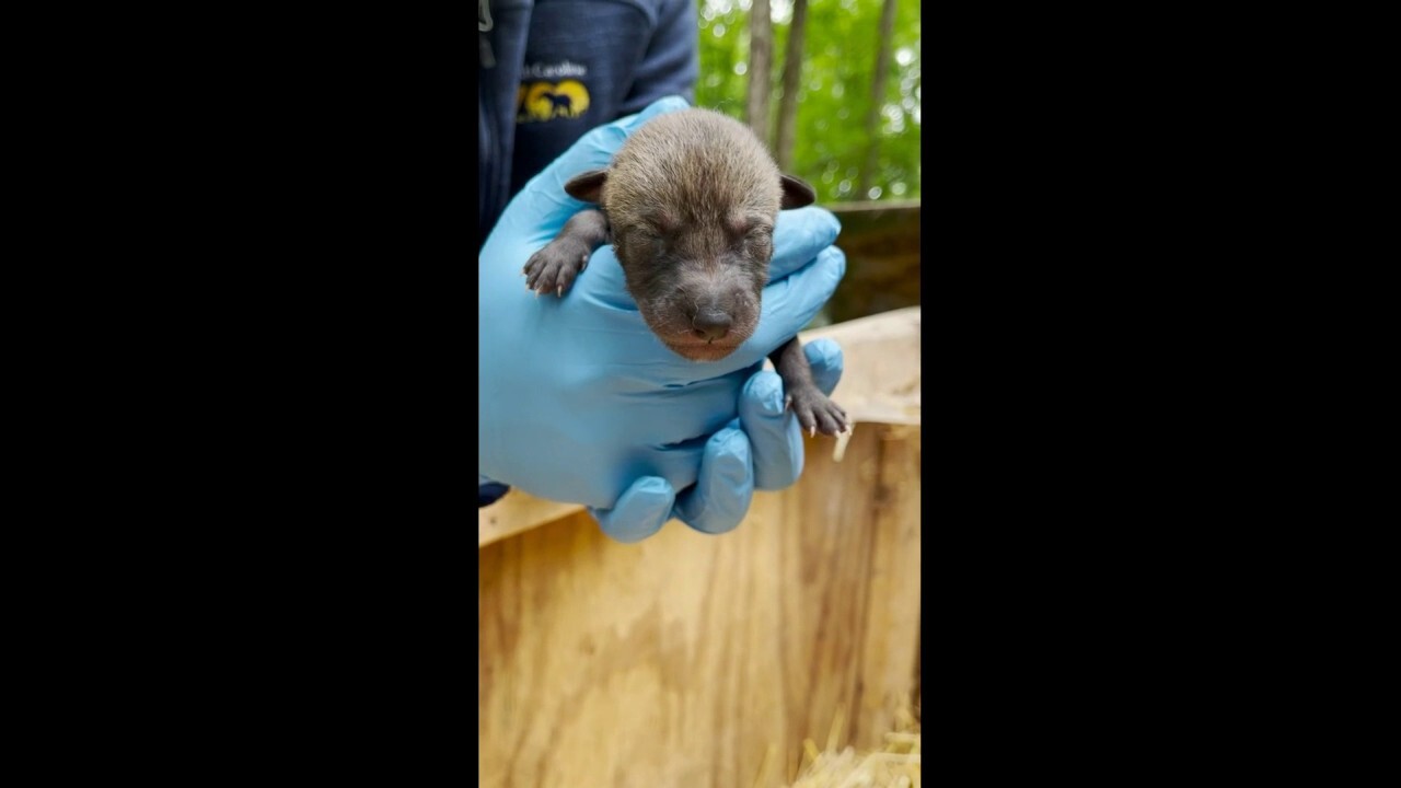 Unique red wolf puppies born at zoo