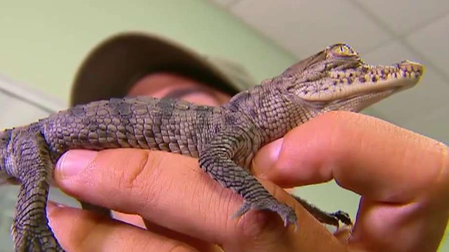 Crocodiles thrive outside Florida nuclear plant