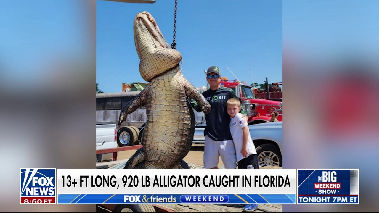 ‘Totally surreal’ alligator catch in Florida makes state history