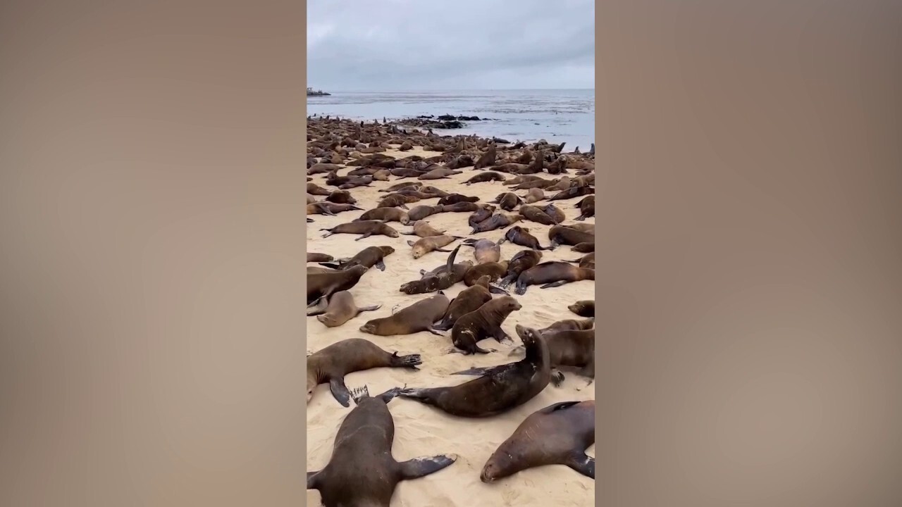 Sea lions 'respond' after California beach is closed to the public