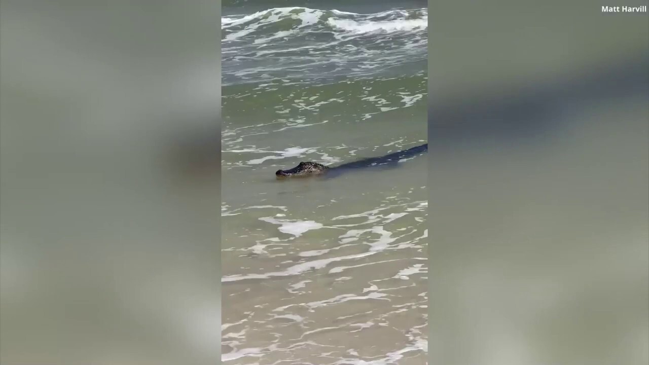 Massive alligator spotted in ocean along Alabama shore