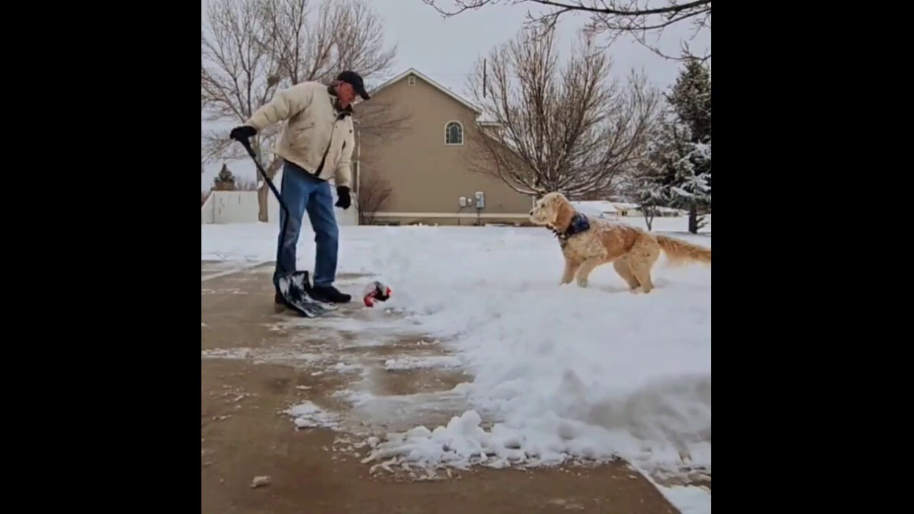 Goldendoodle begs owner to throw the ball regardless of snowy conditions