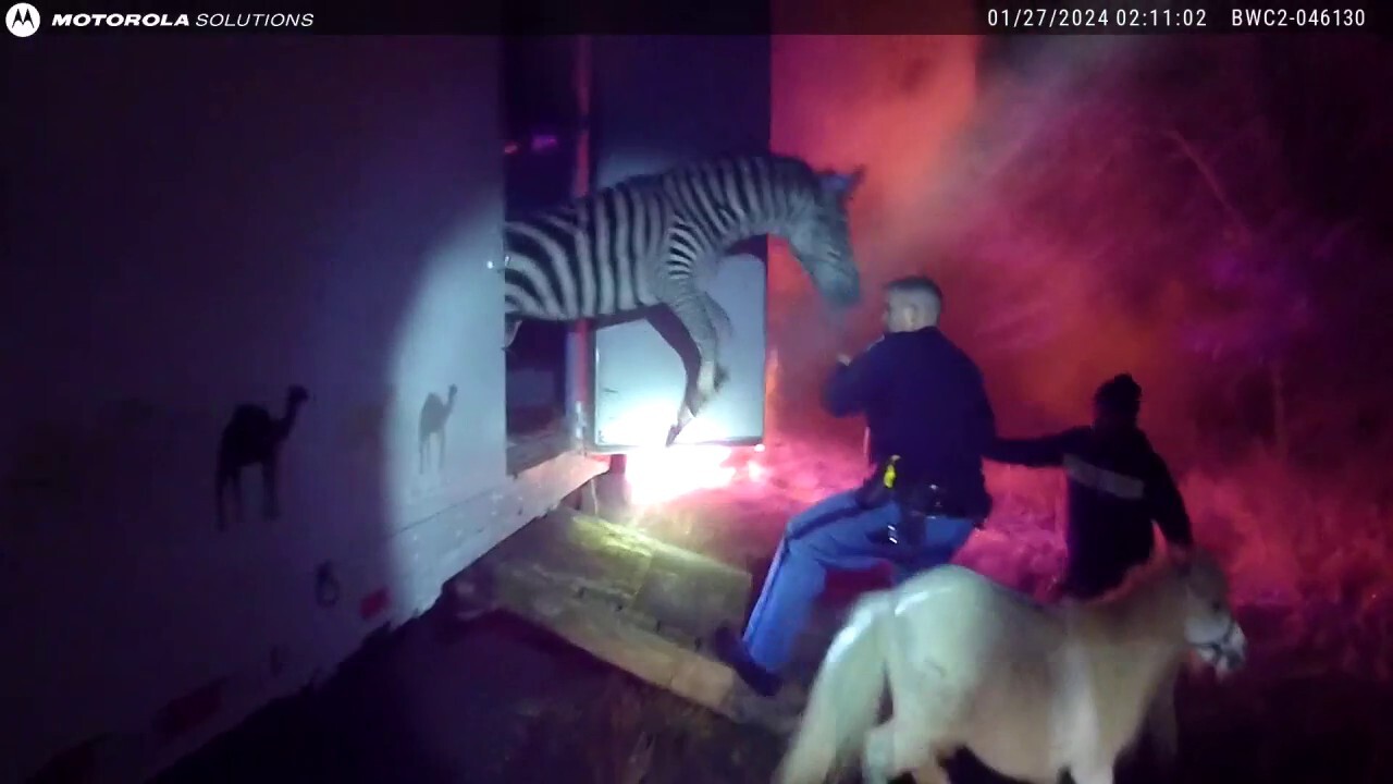 Полицията в Индиана спасява циркови животни от горящ камион по I-69, видео от бодикамера показва