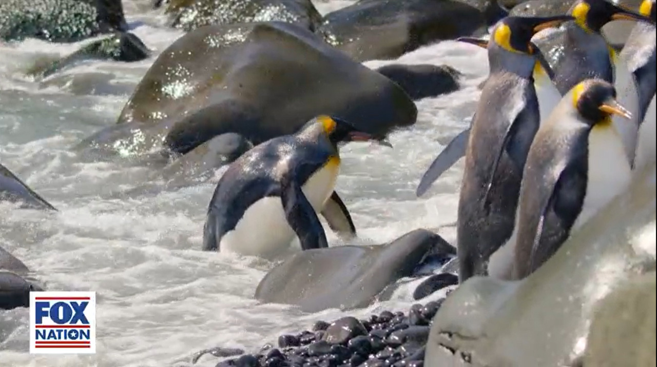 Explore the adorable antics of penguins in Fox Nation's 'A Year on Planet Earth' series