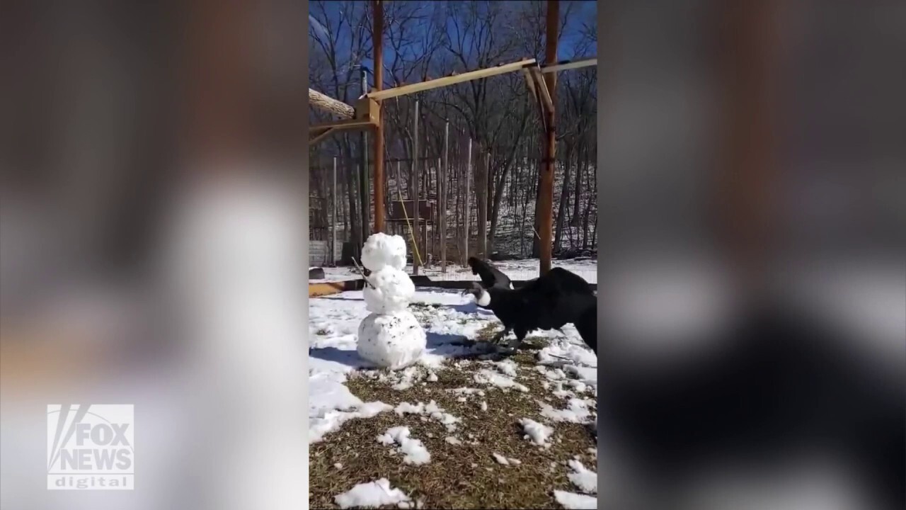 Condor inspects and pecks melting snowman