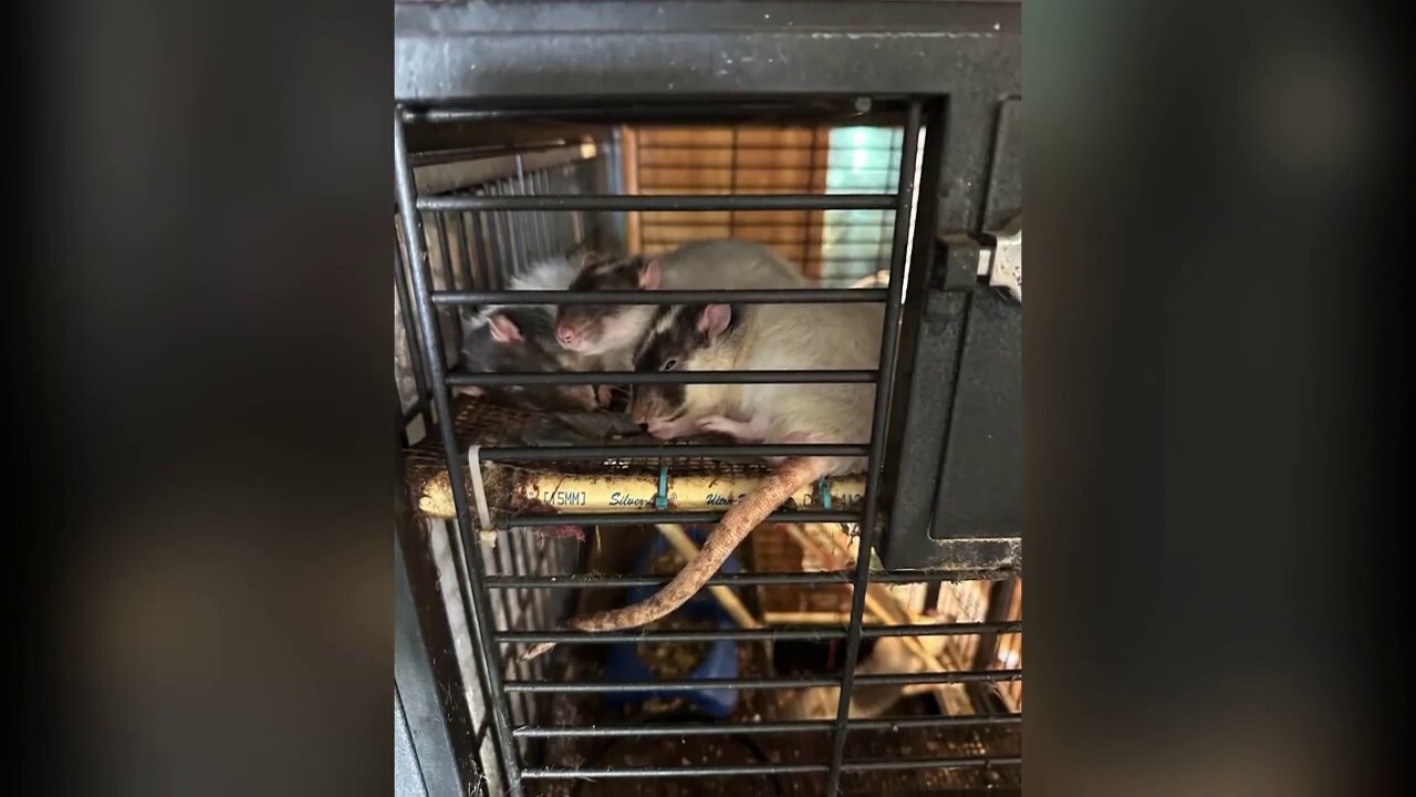  Florida woman arrested after child, multiple animals found in deplorable conditions inside her home