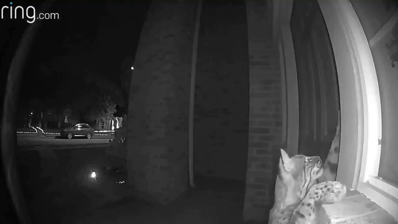 Bobcat tries to break into the front door of a Texas home