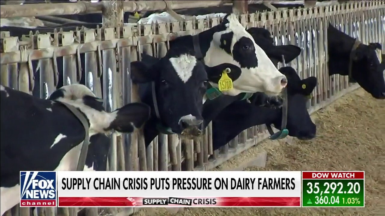 Supply chain crisis squeezing dairy farmers