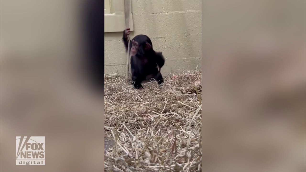 Baby chimp enjoys bucket o' fun!