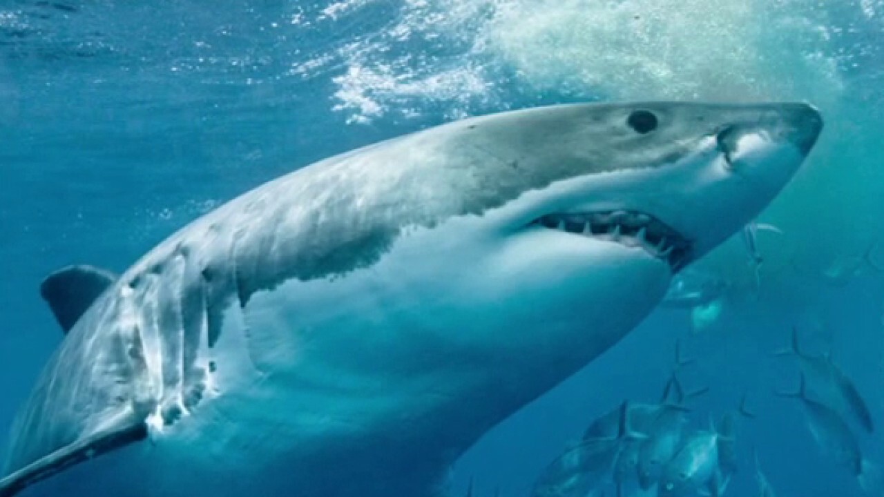 Experts push to change perception on sharks, dangers associated