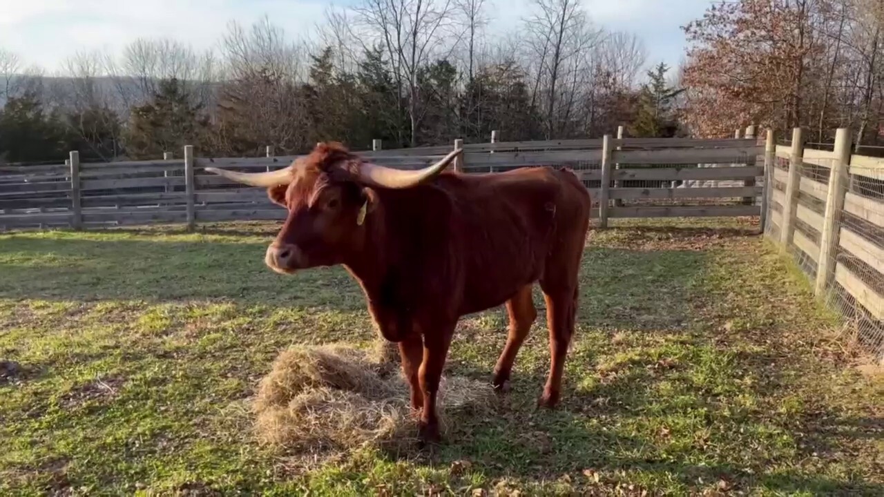 Runaway bull recovers as animal sanctuary owner offers advice about eating habits