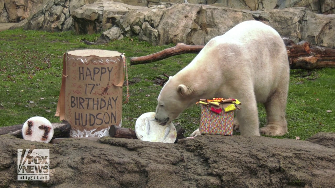 Polar bear at Illinois zoo has 'barrel of fun' for 17th birthday