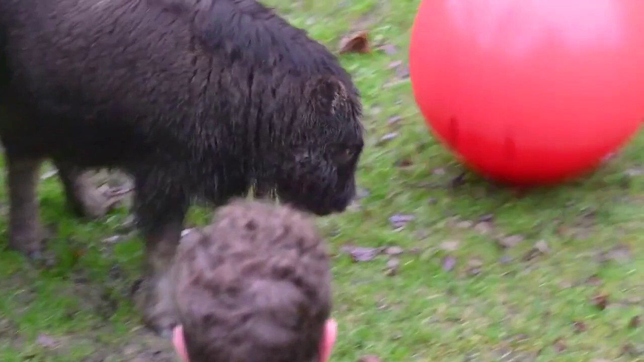 PLAY BALL! Tacoma Zoo muskox calf enjoys some fun playtime