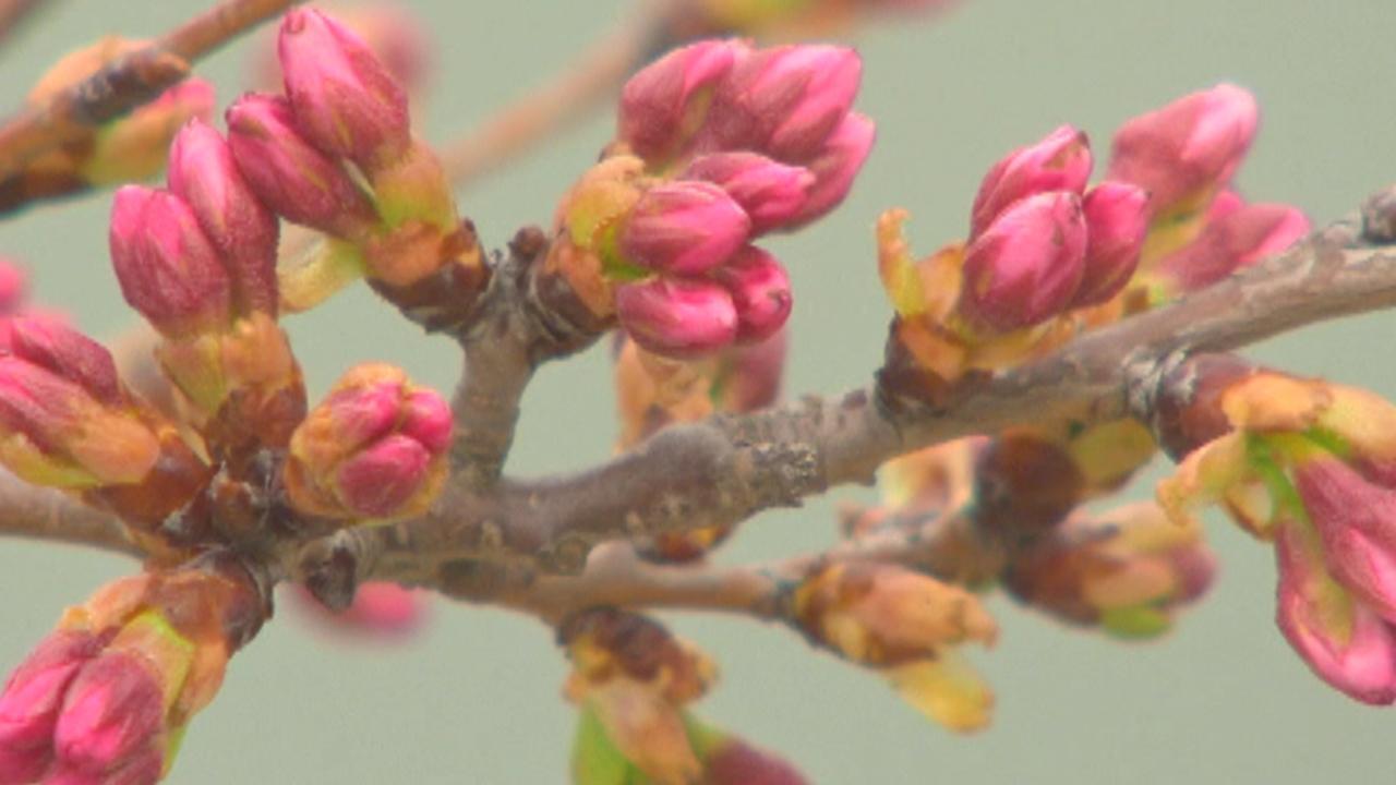 How one expert forecasts Washington's cherry blossom bloom