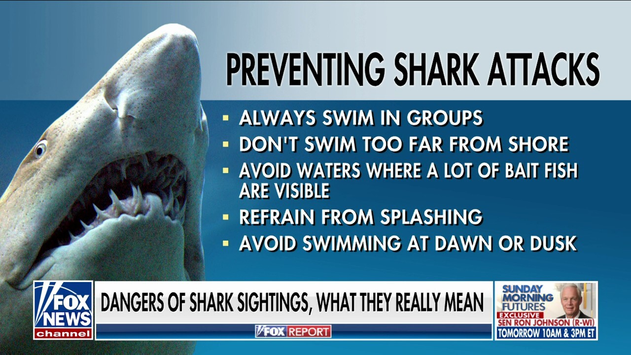 Shark expert Dr. Gavin Naylor has advice for safely avoiding attacks