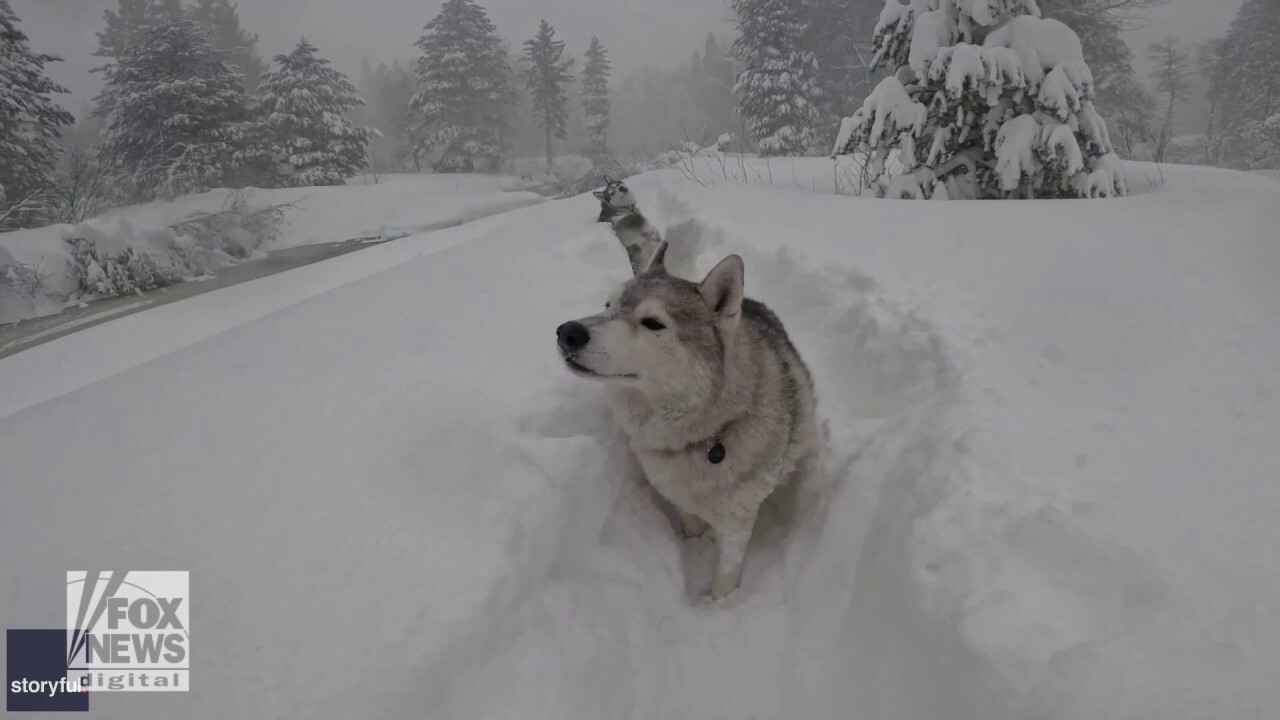 Siberian huskies power through thick snowfall in California