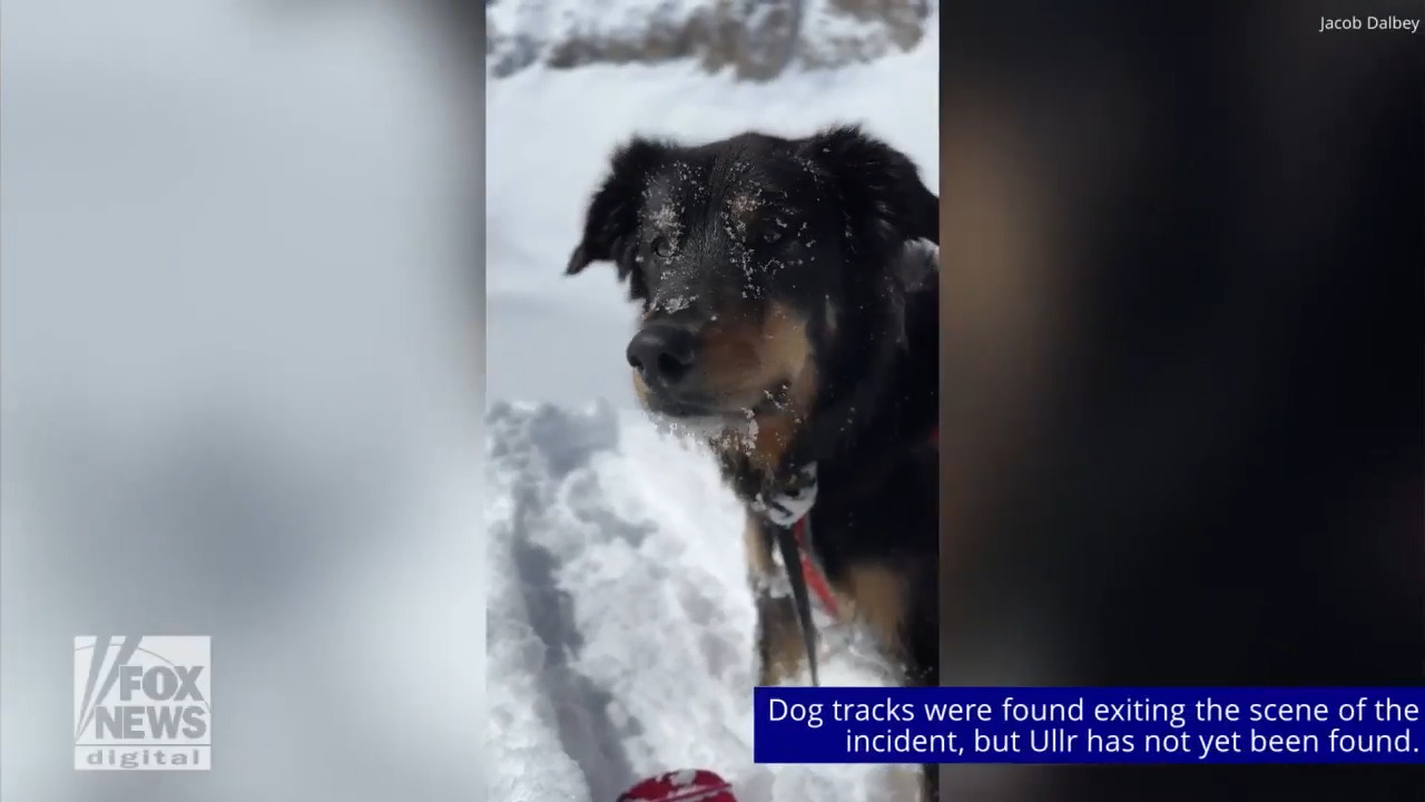 Colorado man survives major avalanche, still searching for pet dog