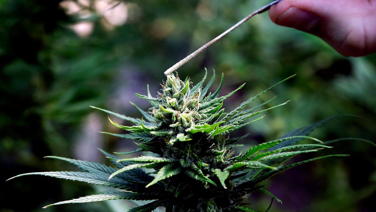California considers cutting pot taxes to better compete with black market