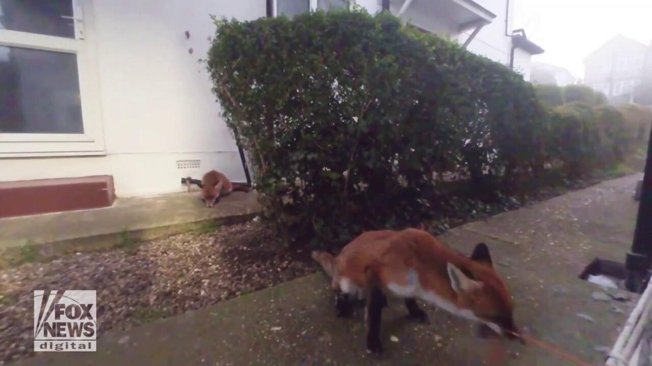 Feeding frenzy for foxes
