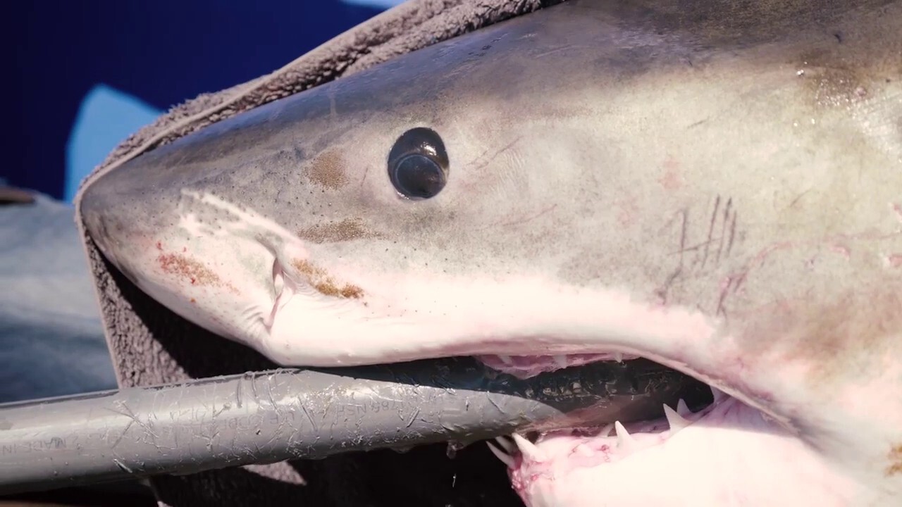 11-foot great white shark pings off Florida coast