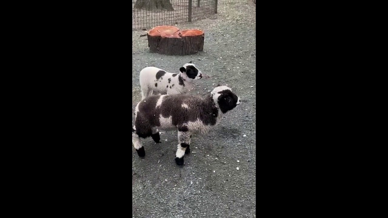 Baby lambs make debut at Central Park Zoo just weeks after being born