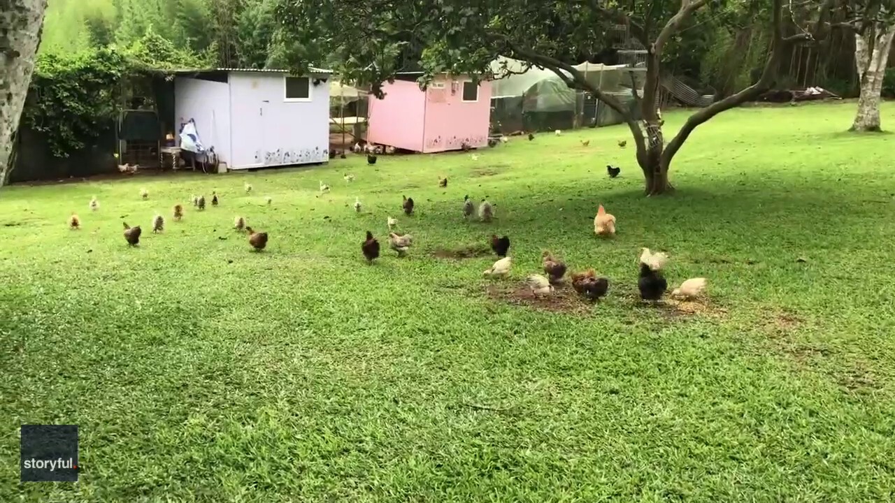Hens run for cover when owner yells, 'Hawk!' — Watch it!