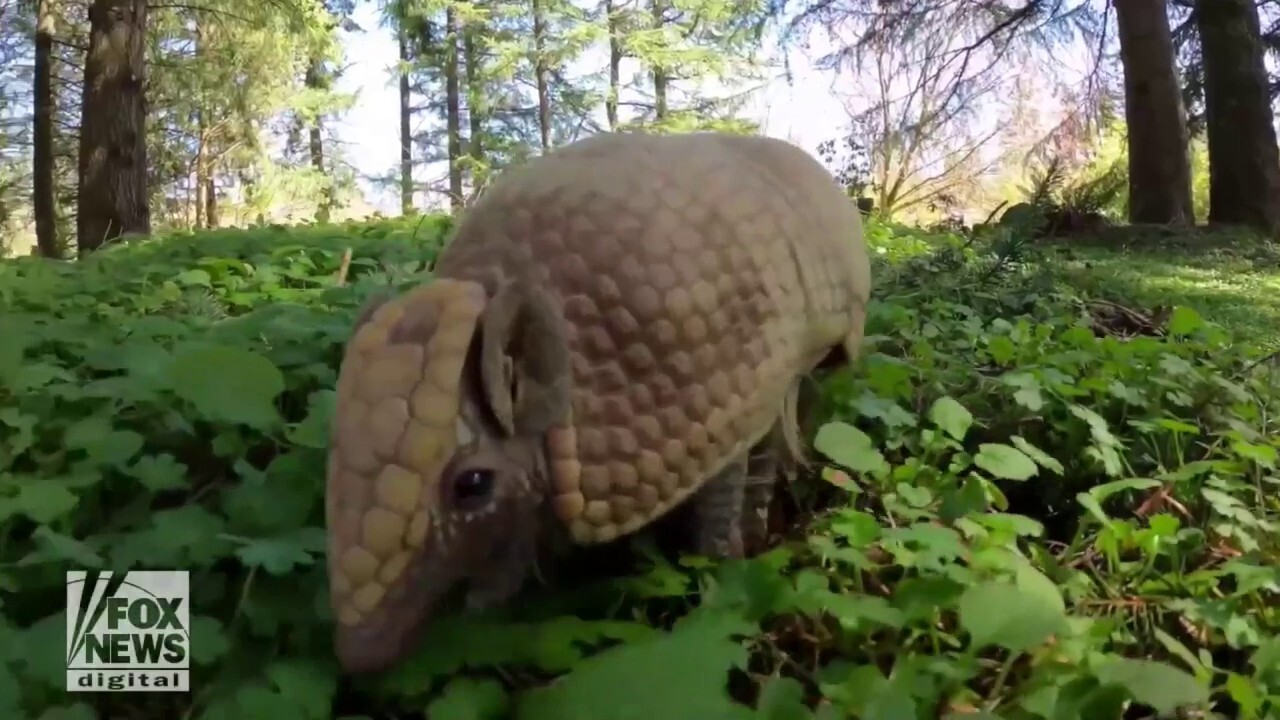  Armadillo's stroll in wooded area caught on camera