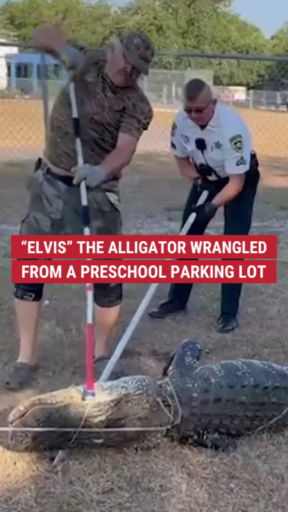This 9-foot gator named Elvis was captured extracurricular  a preschool successful  Florida 🐊