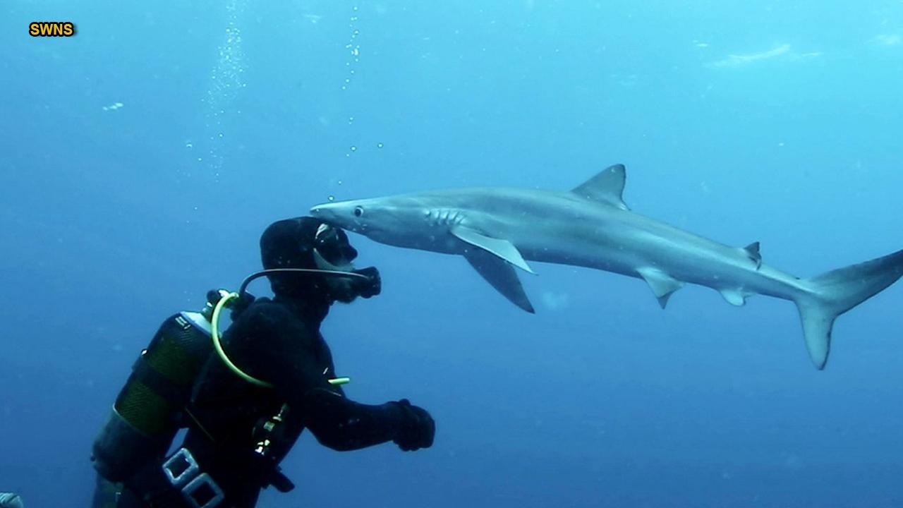 AMAZING VIDEO: Shark 'kissing' diver