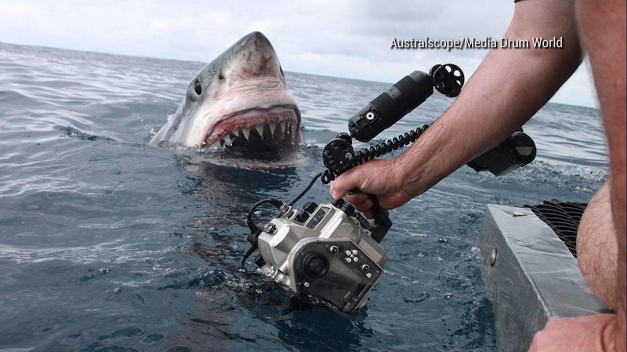 Real life Jaws? Photographer captures terrifying great white images