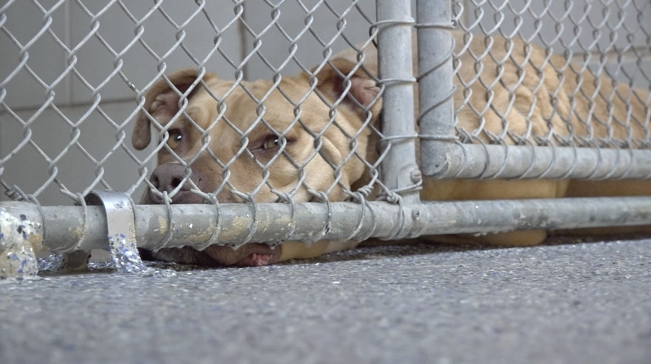 Animal shelters say fostering could be key in clearing kennels