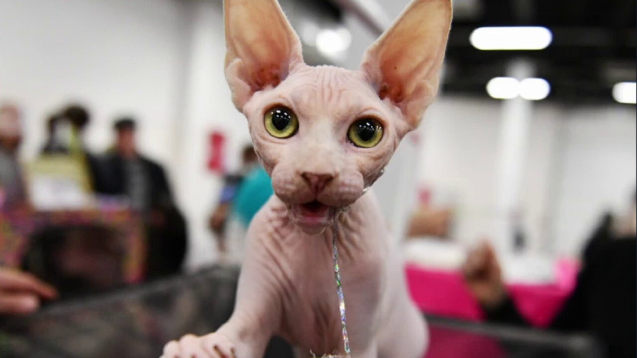 Woman refuses to stop breastfeeding her hairless cat